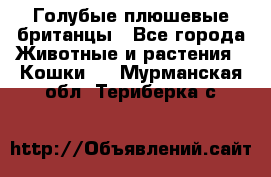 Голубые плюшевые британцы - Все города Животные и растения » Кошки   . Мурманская обл.,Териберка с.